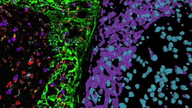 A 3D image of cells.