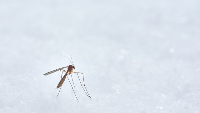 A mosquito on snow.