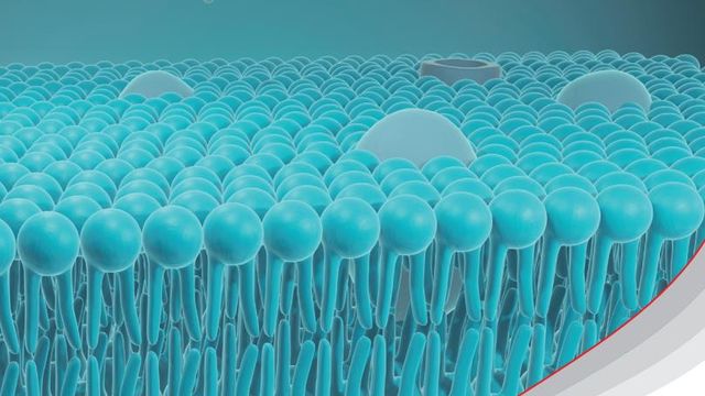 Lipid and Fatty Acid Analysis