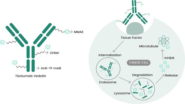 A labelled antibody and a cell.