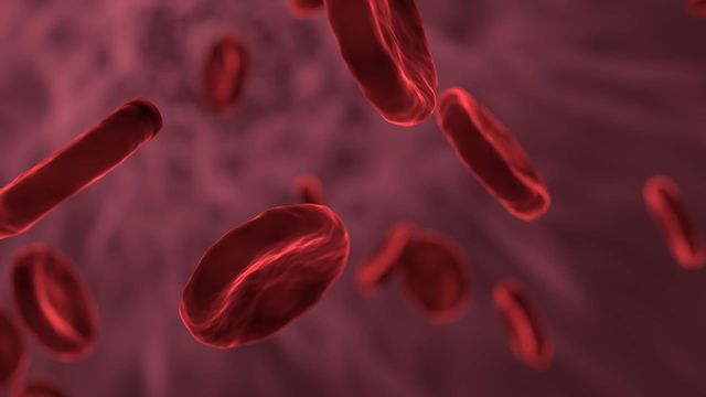 Disc-shaped red blood cells.