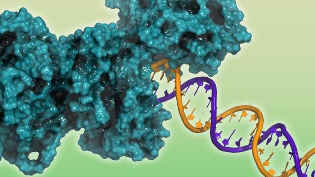 DNA damage repair