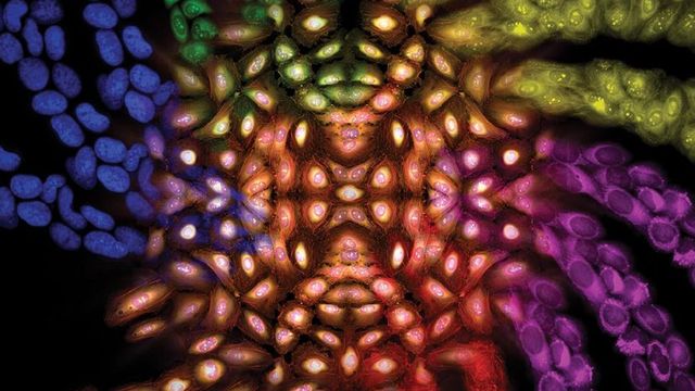 Cell Imaging