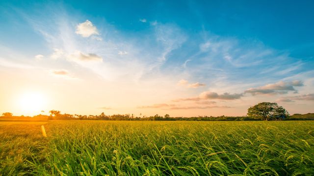 A green field.