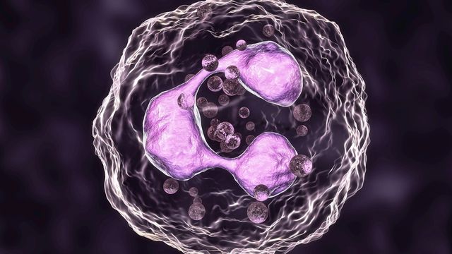 Representation of a neutrophil.
