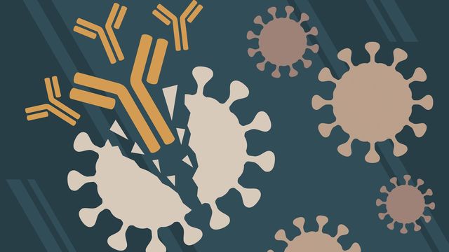 Antibodies fighting viruses.