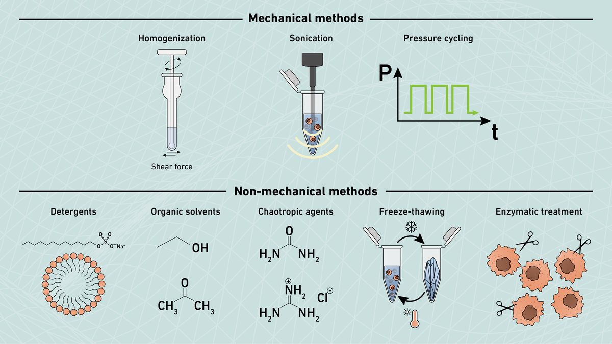Figure 2: Commonly used protein extraction methods. Graphic highlighting the mechanical and non-mechanical methods utilized in protein extraction