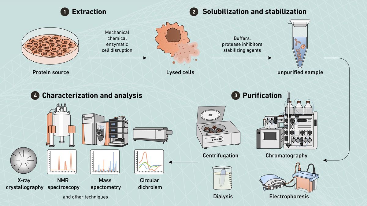 Figure 1: Workflow of a typical protein purification procedure. Graphic describing the steps involved in a typical protein purification workflow