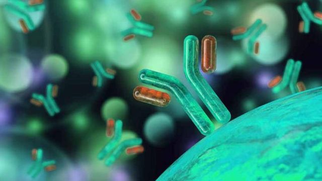 Antibody