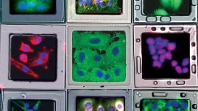 Various cell types inside SemaCyte wells.