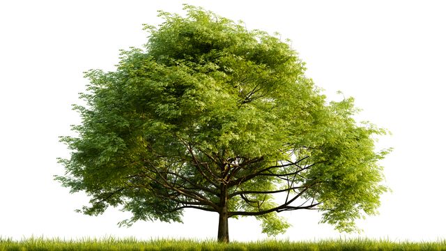 Oak tree on a white background.