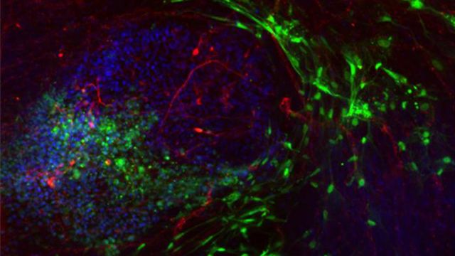 Stem cells under a microscope.