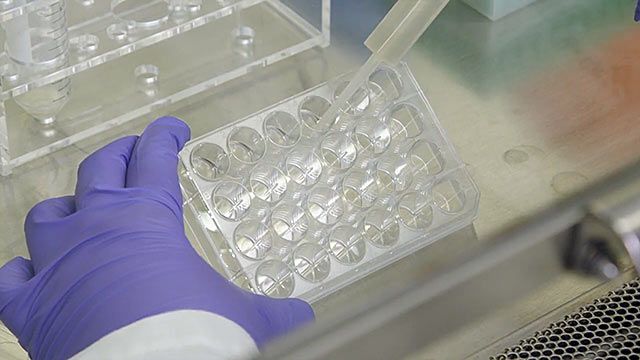 Thawing and Plating Cryoplateable Hepatocytes