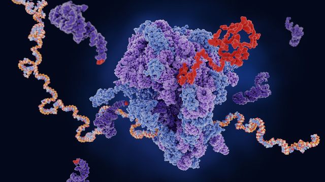 Ribosome translating mRNA into a polypeptide chain.