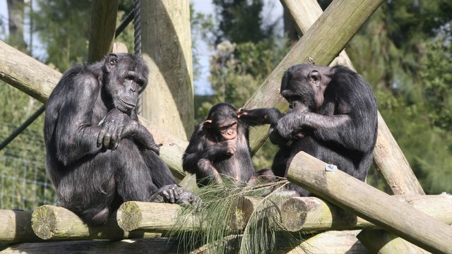 Three chimpanzees.